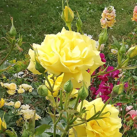 לינה וארוחת בוקר Ripalta 3*