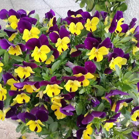 Bed & Breakfast Ripalta Sogliano al Rubicone