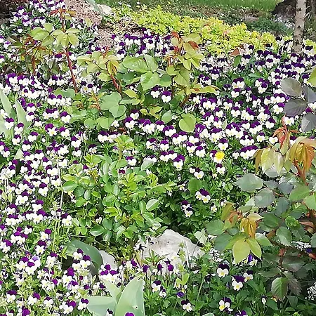 Ripalta 3* Sogliano al Rubicone