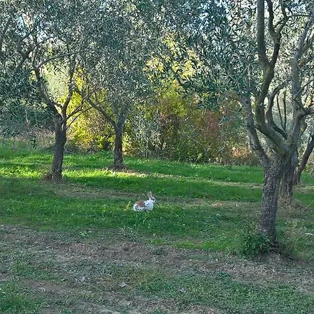 Ripalta Sogliano al Rubicone