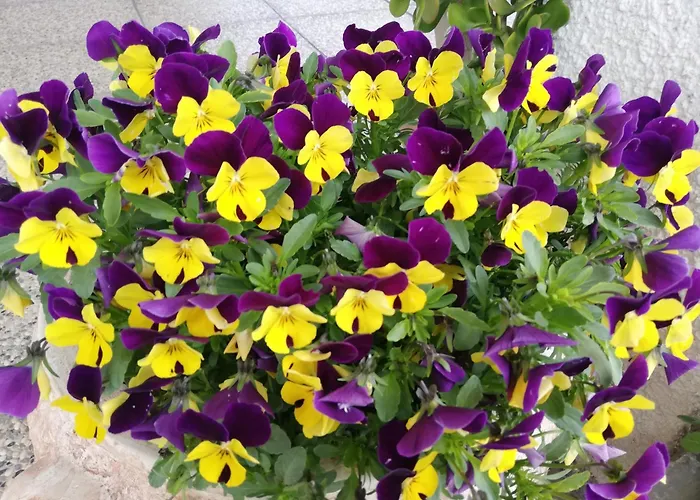 Bed & Breakfast Ripalta Sogliano al Rubicone