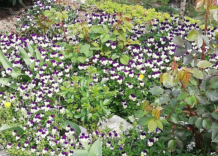 Ripalta 3* Sogliano al Rubicone