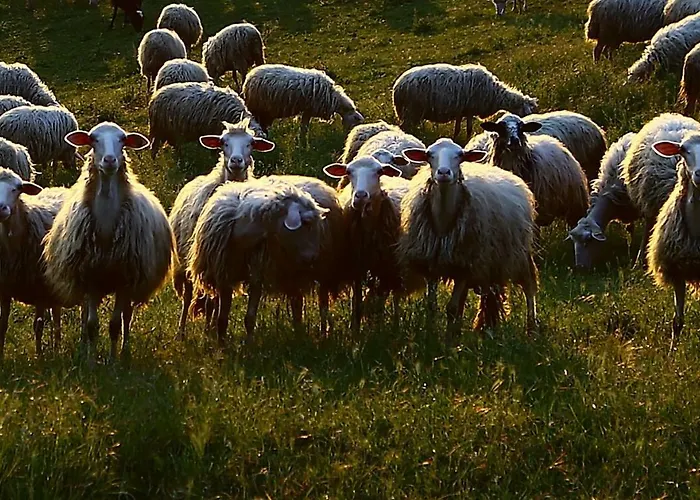 Bed & Breakfast Ripalta Sogliano al Rubicone